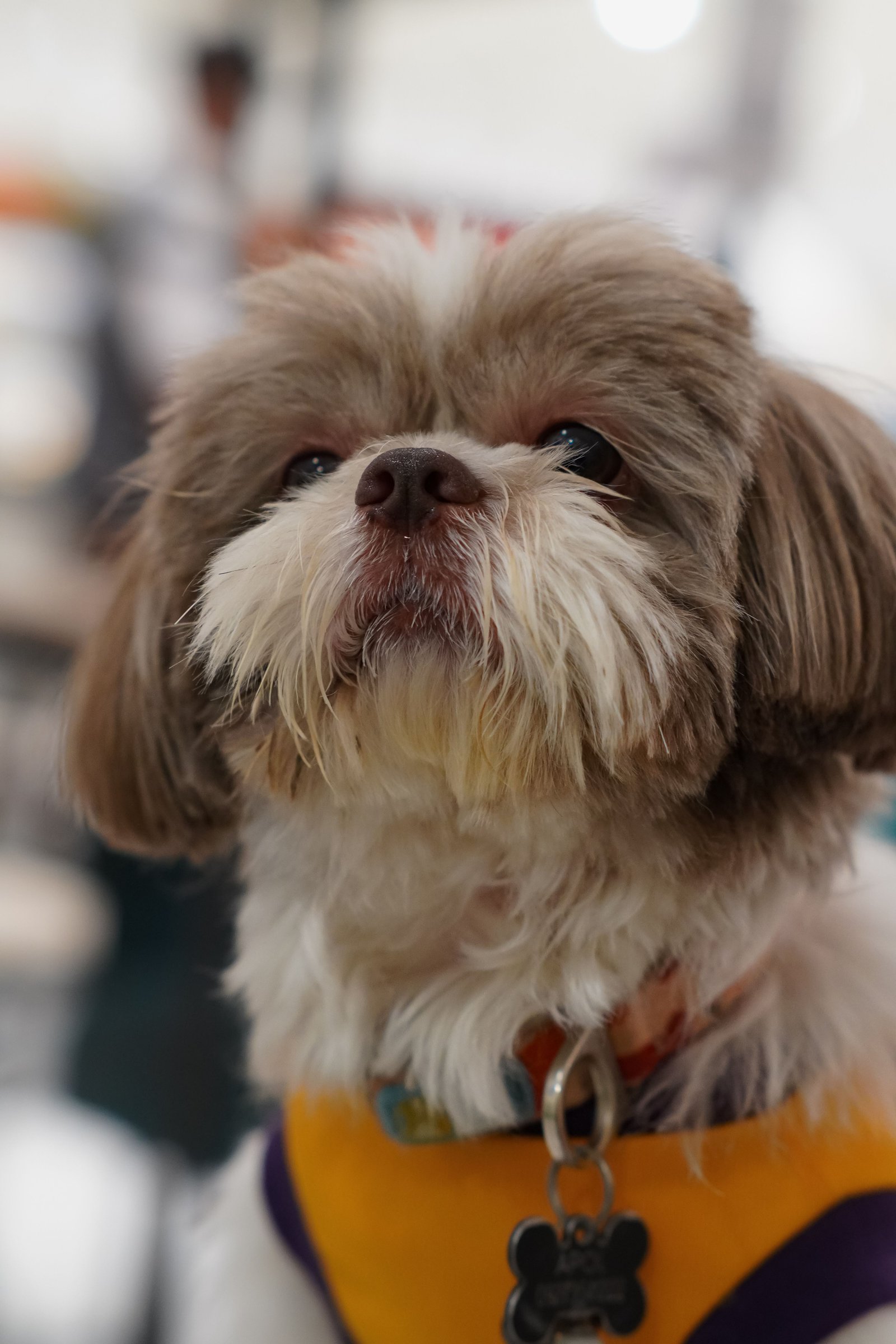 Perro de manto largo y sedoso, como un Yorkshire Terrier